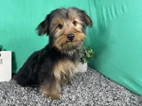 Samuel, a male Yorkshire Terrier for sale in Waynesville, MO – 6 of 10