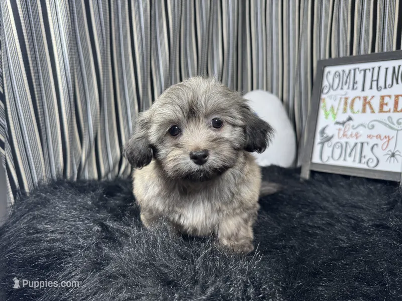 Isreal – Havanese puppy for sale in Waynesville, MO
