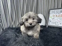 Isreal, a male Havanese for sale in Waynesville, MO – 1 of 10