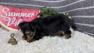 Paul, a male Yorkshire Terrier for sale in Waynesville, MO – 4 of 4