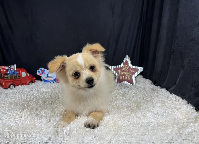 Sarah – Pomeranian puppy for sale in Waynesville, MO
