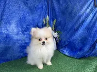 Bentley, a male Pomeranian for sale in Waynesville, MO – 2 of 4