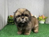 Preacher, a male Shih Tzu for sale in Waynesville, MO – 2 of 10