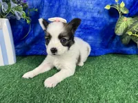 Lexie, a female Papillon for sale in Waynesville, MO – 2 of 4