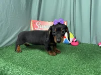 Pepper, a female Miniature Dachshund for sale in Waynesville, MO – 3 of 3