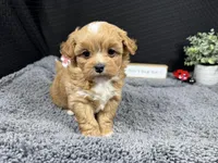 Bryan, a male Peekapoo for sale in Waynesville, MO – 2 of 4