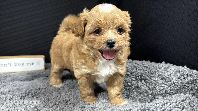 Bryan – Peekapoo puppy for sale in Waynesville, MO
