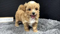 Bryan, a male Peekapoo for sale in Waynesville, MO – 1 of 4