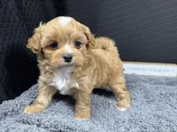 Bryan, a male Peekapoo for sale in Waynesville, MO – 3 of 4