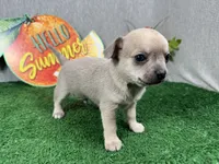 Banks, a male Chihuahua for sale in Waynesville, MO – 2 of 4