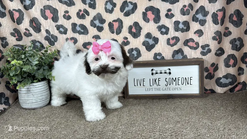 Timber – Shih Tzu puppy for sale in Waynesville, MO