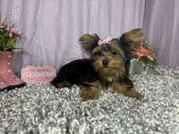 Sienna, a female Yorkshire Terrier for sale in Waynesville, MO – 2 of 10