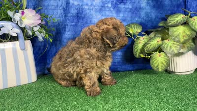 Ace, a male Havapoo for sale in Waynesville, MO – 4 of 4