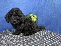 Nathan, a male Poodle - Toy  for sale in Waynesville, MO – 9 of 10