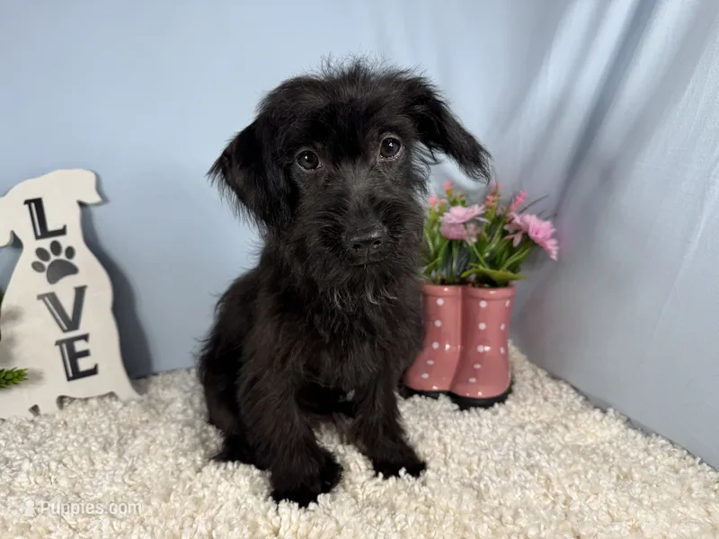 Milton – Yorkipoo puppy for sale in Waynesville, MO