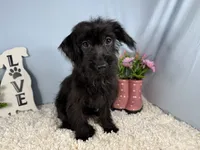 Milton, a male Yorkipoo for sale in Waynesville, MO – 1 of 4