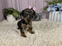 Bree, a female Miniature Dachshund for sale in Waynesville, MO – 2 of 4