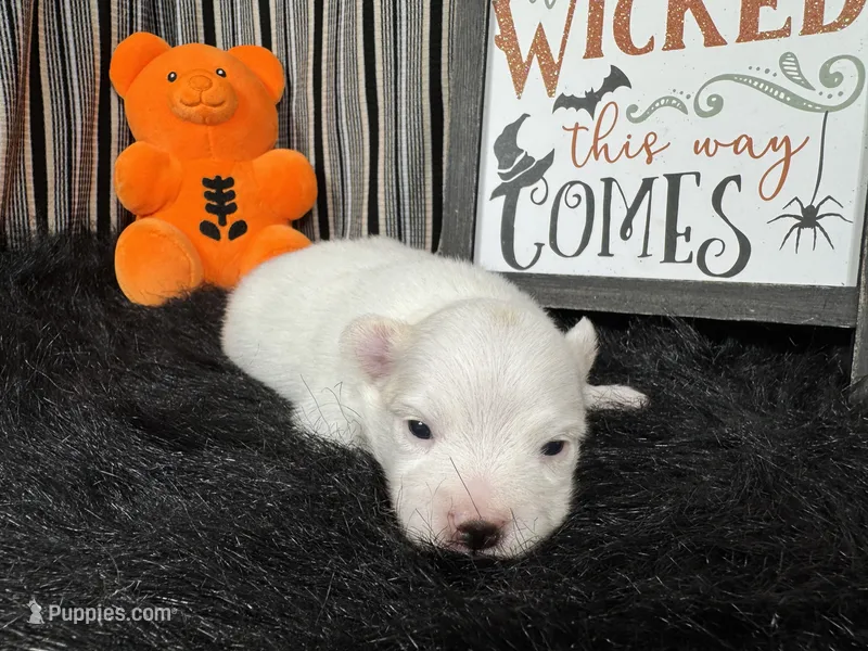 Polar – Pomeranian puppy for sale in Waynesville, MO