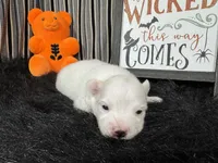 Polar, a male Pomeranian for sale in Waynesville, MO – 1 of 3