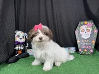 Treasure, a female Shihpoo for sale in Waynesville, MO – 3 of 3