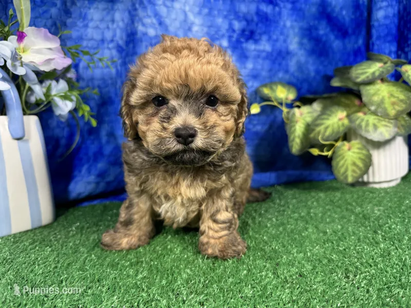 Ace – Havapoo puppy for sale in Waynesville, MO
