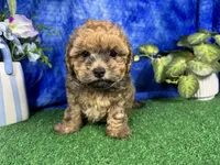 Ace, a male Havapoo for sale in Waynesville, MO – 1 of 4