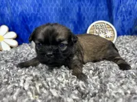 Princeton, a male Shih Tzu for sale in Waynesville, MO – 3 of 4