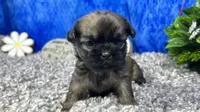 Princeton, a male Shih Tzu for sale in Waynesville, MO – 1 of 4