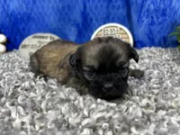 Princeton, a male Shih Tzu for sale in Waynesville, MO – 2 of 4
