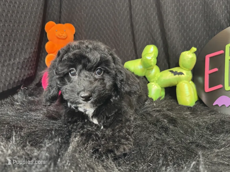 Noah – Poodle - Toy  puppy for sale in Waynesville, MO