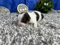 Malachi, a male Yorkipoo for sale in Waynesville, MO – 2 of 3