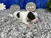 Malachi, a male Yorkipoo for sale in Waynesville, MO – 3 of 3
