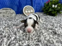 Malachi, a male Yorkipoo for sale in Waynesville, MO – 1 of 3