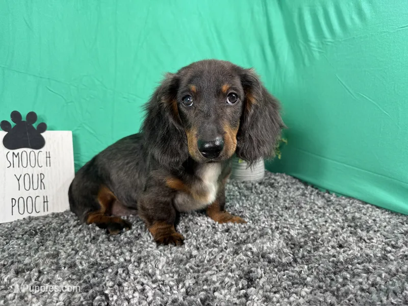 Patrick – Miniature Dachshund puppy for sale in Waynesville, MO