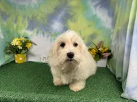 Izen, a male Havamalt for sale in Waynesville, MO – 2 of 10