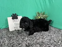 Nero, a male Poodle - Toy  for sale in Waynesville, MO – 3 of 3