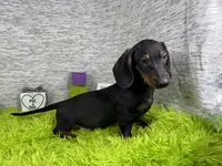 Percy, a male Miniature Dachshund for sale in Waynesville, MO – 6 of 10