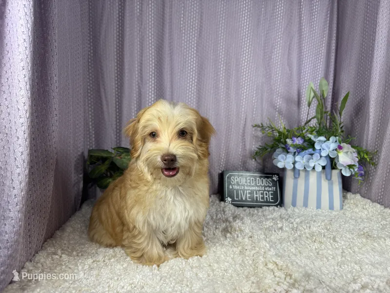 Izaiah – Havapoo puppy for sale in Waynesville, MO