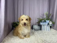 Izaiah, a male Havapoo for sale in Waynesville, MO – 1 of 10