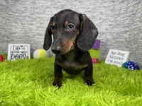 Percy, a male Miniature Dachshund for sale in Waynesville, MO – 5 of 10