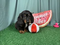 Patrick, a male Miniature Dachshund for sale in Waynesville, MO – 2 of 3