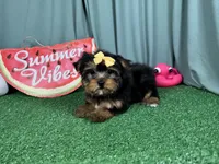 Sienna, a female Yorkshire Terrier for sale in Waynesville, MO – 3 of 3