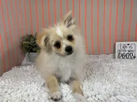 Sarah, a female Pomeranian for sale in Waynesville, MO – 4 of 10