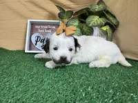 Timber, a female Shih Tzu for sale in Waynesville, MO – 3 of 3