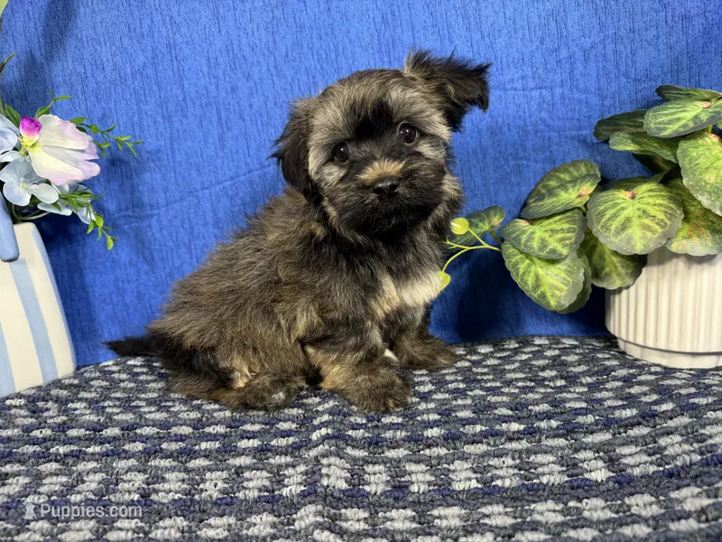 Felix – Havanese puppy for sale in Waynesville, MO