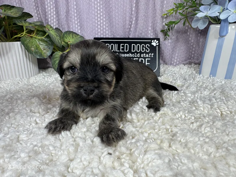 Iggy – Havanese puppy for sale in Waynesville, MO
