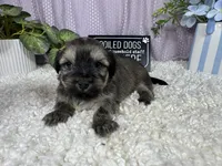Iggy, a male Havanese for sale in Waynesville, MO – 7 of 10