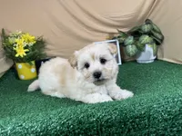 Kingston, a male Havanese for sale in Waynesville, MO – 5 of 10