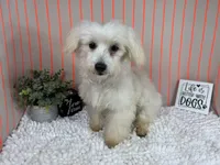 Curtis, a male Maltipoo for sale in Waynesville, MO – 5 of 10