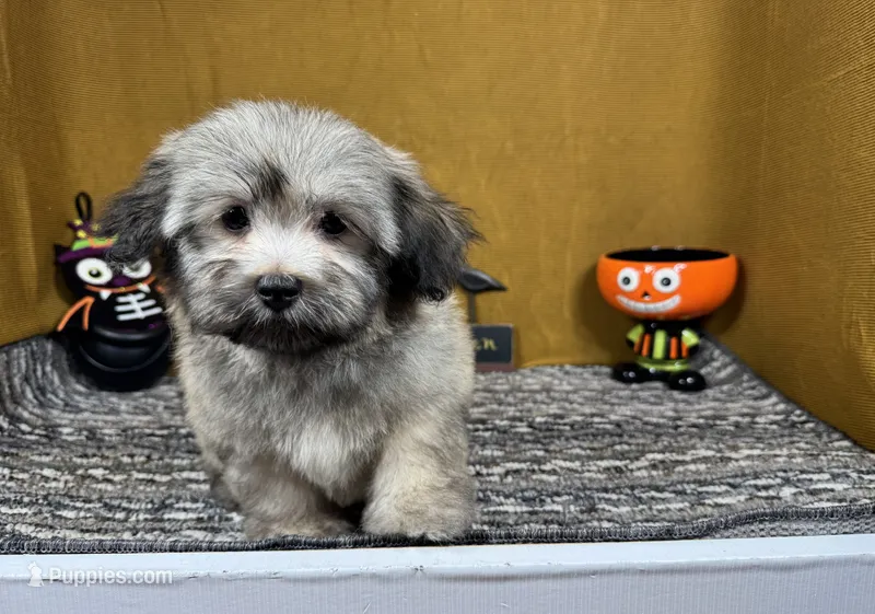 Isreal – Havanese puppy for sale in Waynesville, MO